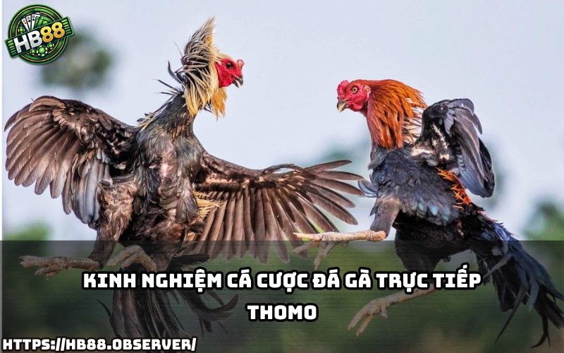Bỏ túi kinh nghiệm cá cược Đá Gà Trực Tiếp Thomo tại HB88 – giúp anh em thắng lớn mỗi ngày Bỏ túi kinh nghiệm cá cược Đá Gà Trực Tiếp Thomo tại HB88 – giúp anh em thắng lớn mỗi ngày